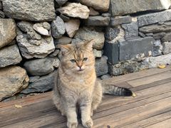 -喵屿·大理花园猫咖