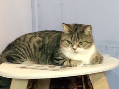 -喵屿·大理花园猫咖