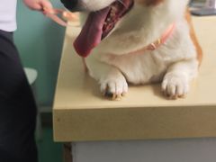 -东方动物医院·宠保定点·骨科·转诊中心(春城路·昆明站分院)