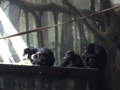 -林肯公园动物园