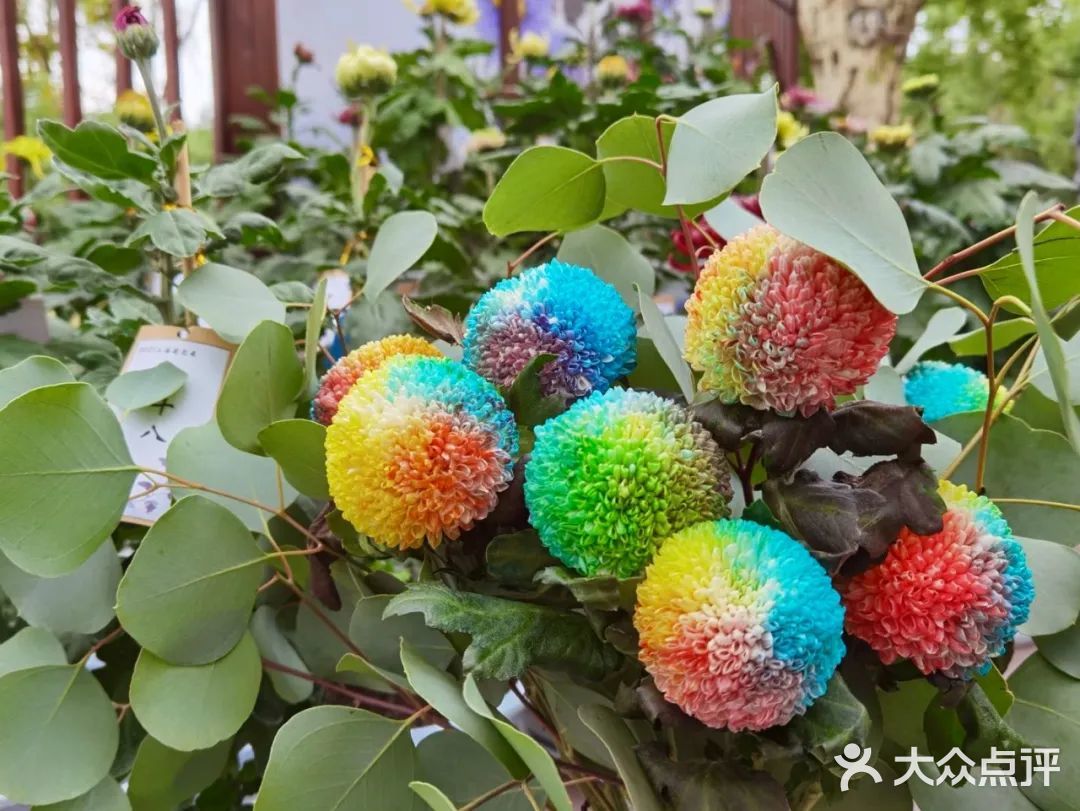 婀娜多姿  争奇斗艳  2021共青菊花展