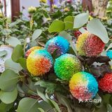 婀娜多姿  争奇斗艳  2021共青菊花展