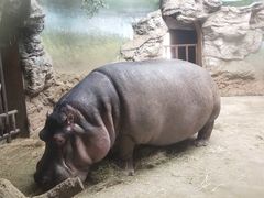 河马犇犇20201115-北京动物园