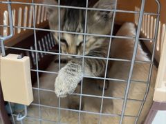 -艾贝尔宠物医院 ·内科全科(梁溪路店)