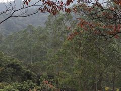 -黄埔油麻山森林公园