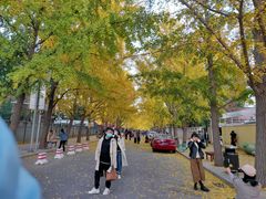 -三里屯东五街银杏大道