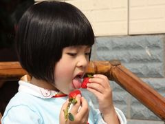 -大自然农场蔬菜草莓采摘园