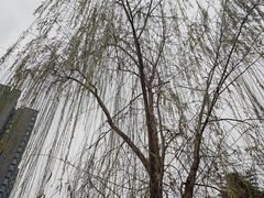-塔子山公园