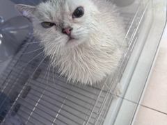 -北京观赏动物医院·24小时大型综合·猫专科·异宠专科