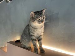 -猫儿山۰猫主题餐厅