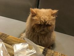 -小时光咖啡馆(开森度假森林店)