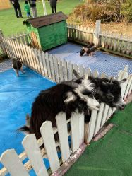 -萌宠亲子动物乐园(槐房万达店)