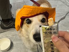 -北京派仕佳德动物医院·超导核磁·CT·神经科·骨科·内外科·急重症管理中心