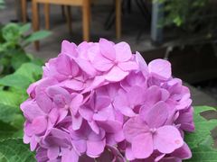 -三圣花乡旅游区