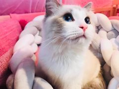-1013 PET SHOP 宠物商店(近铁城市广场店)