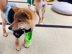 -逗柴咖啡屋·狗咖猫咖宠物桌游