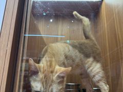 -汤姆宠物(长青北路店)