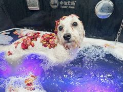 -博特宠物医院24h犬猫全科.骨科·异宠