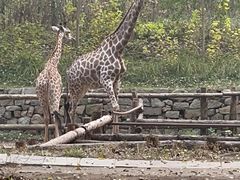 -北京野生动物园