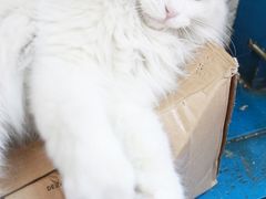 猫-Sirena海妖日咖夜酒