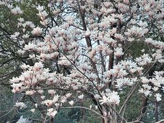 -九华山公园