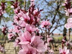 -桃花堤公园