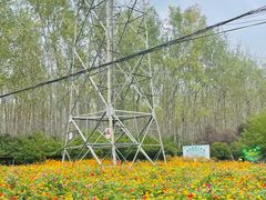 -合肥滨湖国家森林公园