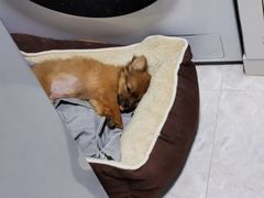 -瑞派康怡24h宠物医院·犬猫医疗中心·微创绝育(瑞景分院)