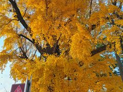 -清华大学玉泉医院