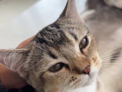 -共舞时光猫咖·狗咖(新街口店)