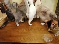 -猫色咖啡·猫咖