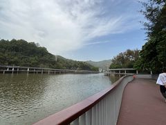 -银湖山郊野公园-相思林