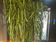 -花鲢鱼头火锅(春城东路店)