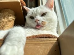 -纳吉亚猫专科动物诊疗中心(蒋宅口分院)