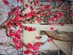 -山与蓝·轻糖鲜果蛋糕(勒泰店)