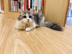 -猫和宫(六道口店)