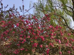 -海棠花溪(元大都城垣遗址公园)