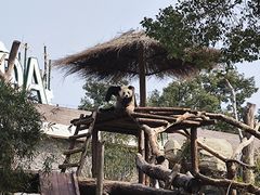 -武汉动物园