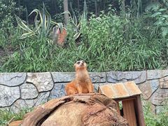 -云南野生动物园