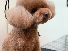 -小尾巴宠物店(万科·金域华庭店)