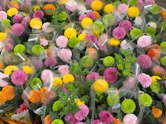 -龙大花卉苗木市场