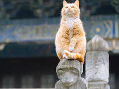 -申普宠物医院(总院)