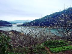 -广州市流溪河国家森林公园