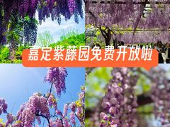 -嘉定紫藤园