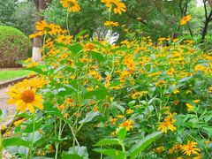 -永定河休闲森林公园