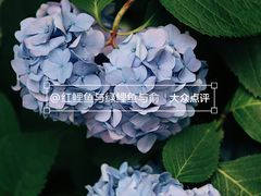 -竹子咖啡bamboo coffee