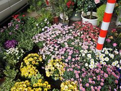 -双季花艺园艺市场(浦东店)