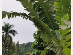 -云溪植物园