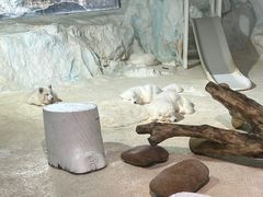 -珠海长隆海洋王国
