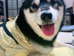 -逗柴咖啡屋·狗咖猫咖宠物桌游
